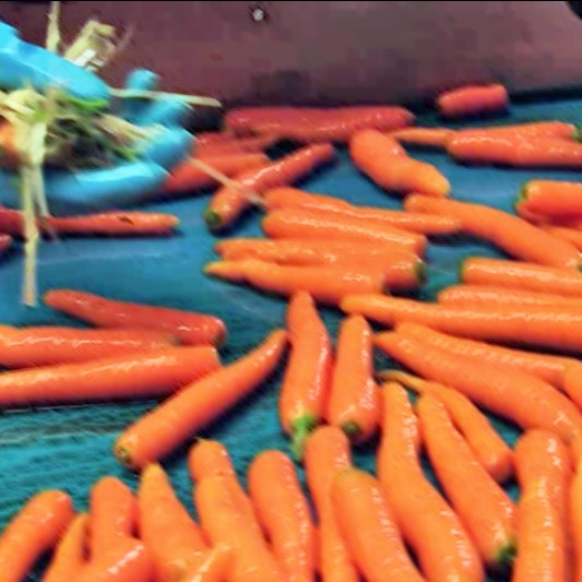 The UAW-GM Annual Meeting & My Days at the Veggie Factory
