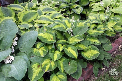Some garden-variety hostas. They look so innocent … but DON’T UNDERESTIMATE THEM.